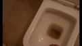 Indian man cum in office toilet